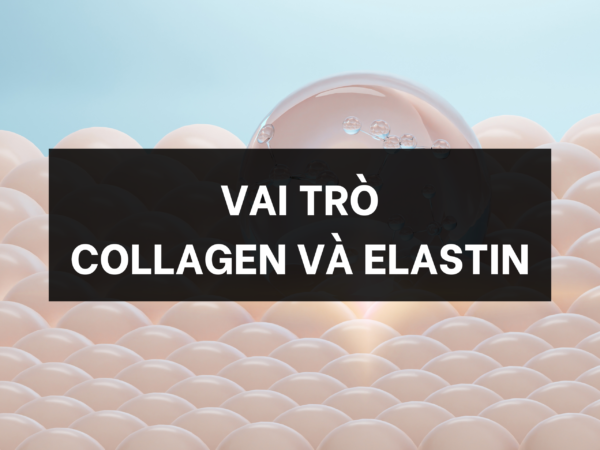 Vai trò collagen và elastin