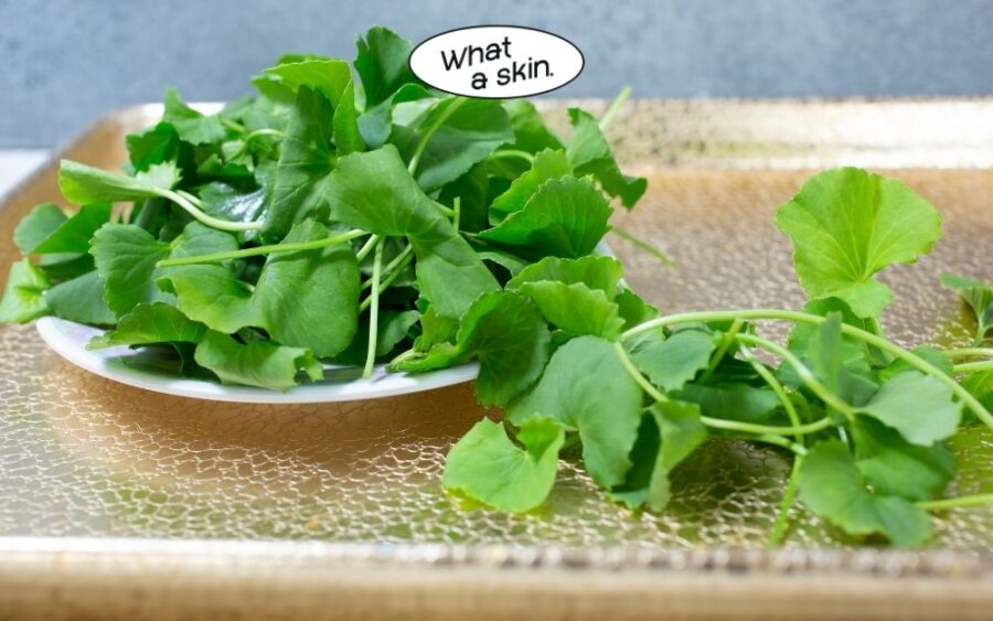 Rau má là kháng sinh tự nhiên" cho da tổn thương