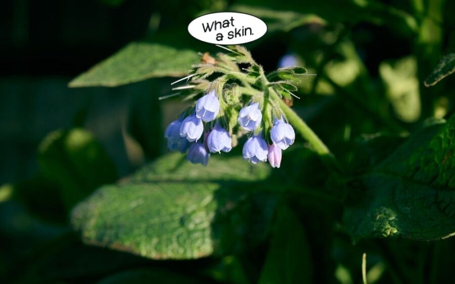 Allantoin: "Lá chắn" êm ái và mềm mại