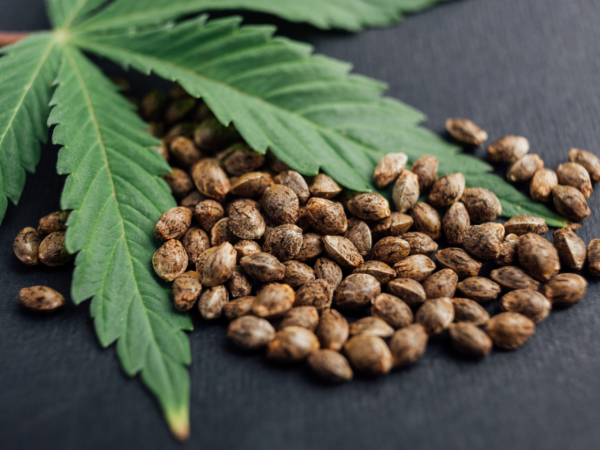 Công dụng của hạt gai dầu cho da